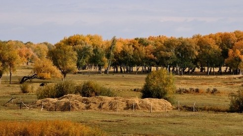 说新疆好地方 喀纳斯行摄美图