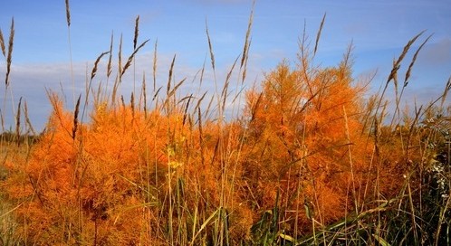 说新疆好地方 喀纳斯行摄美图