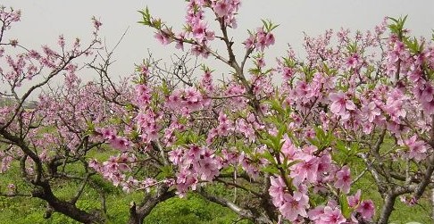 常德田园仙境——桃花源